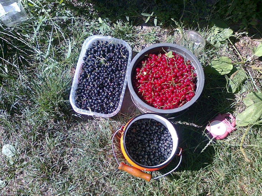 Смородина на даче