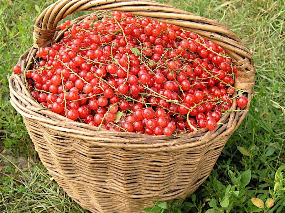 Смородина красная в ведерке