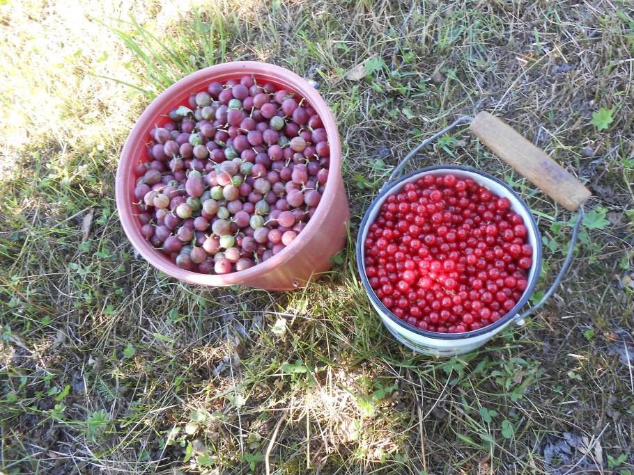 Красные ягоды для варенья