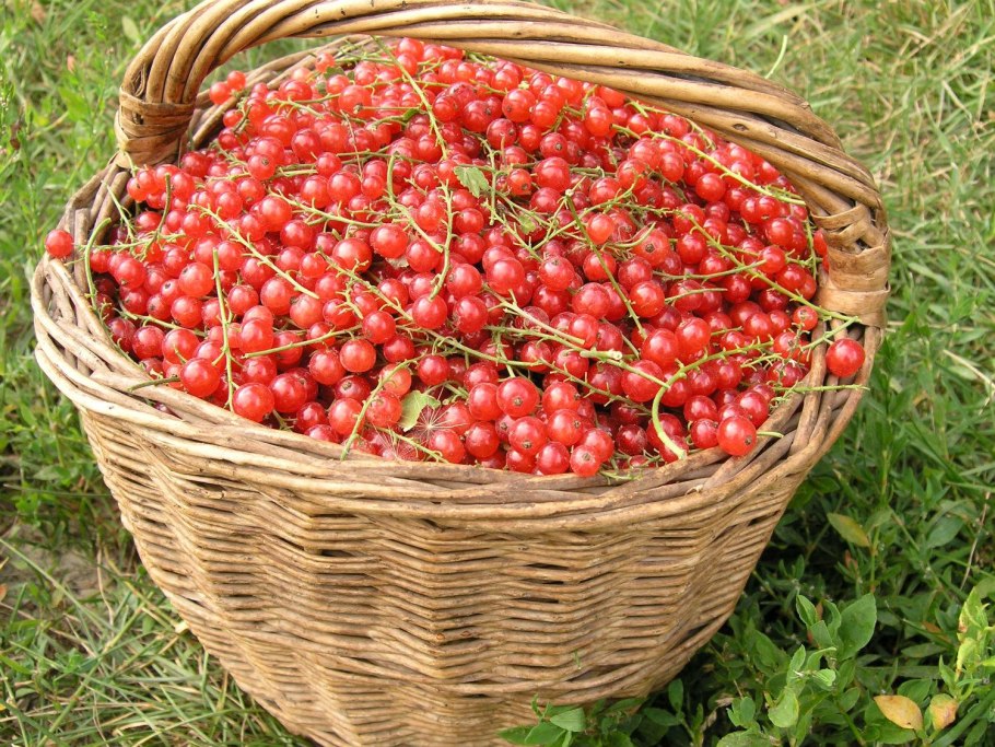 Смородина красная Йонкер Ван тетс