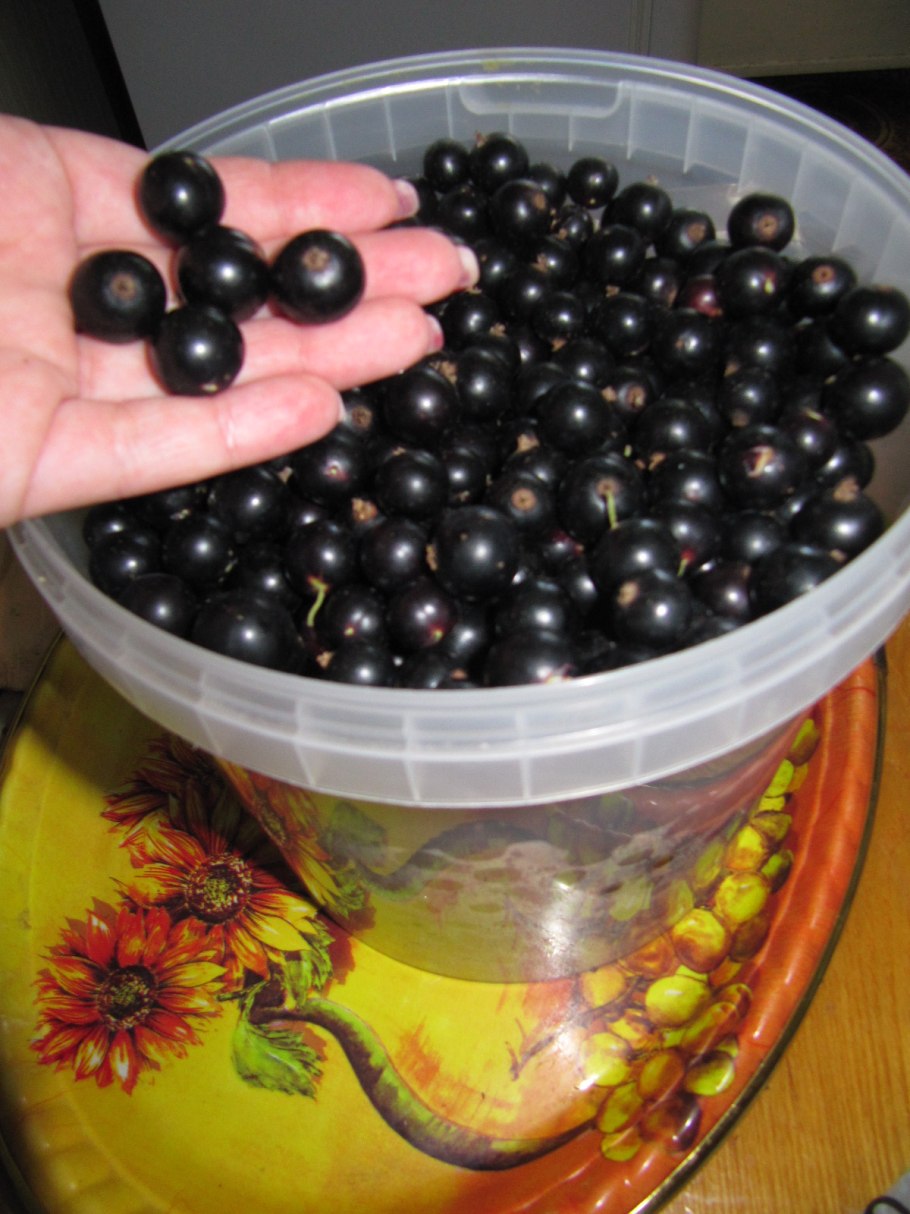 Красная смородина и клюква разница