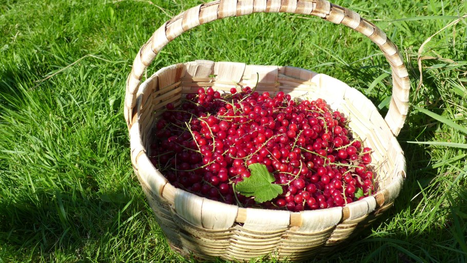 Красная смородина