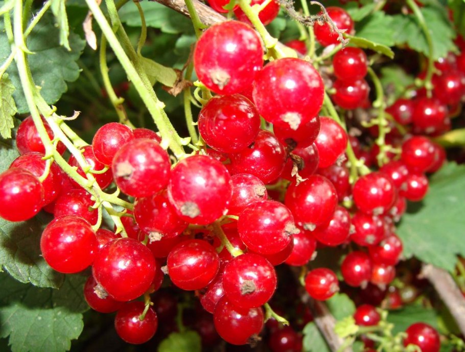 Ведро с ягодами красной смородины