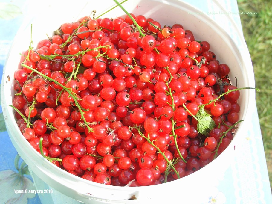 Красная смородина собранная