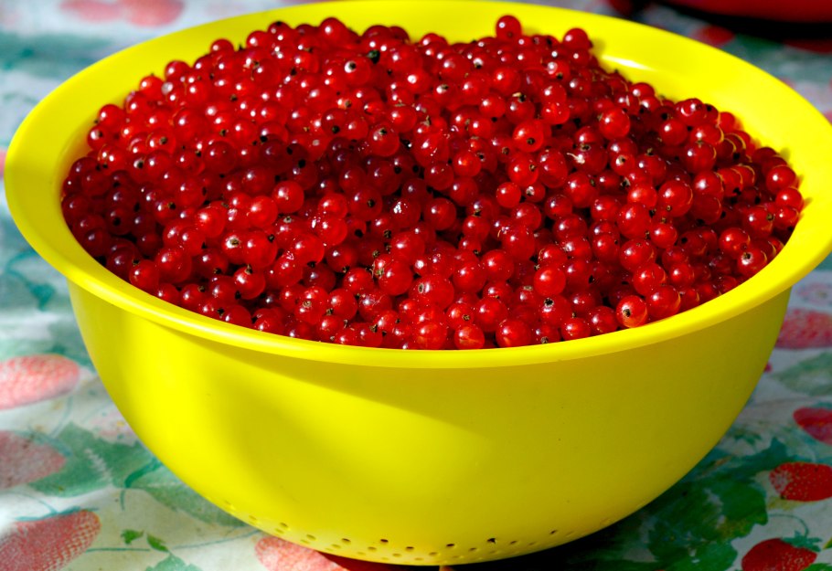 Красная смородина в тазике