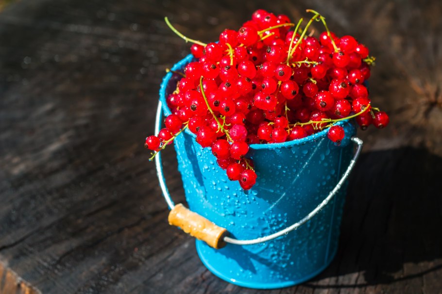 Смородина красная в ведерке