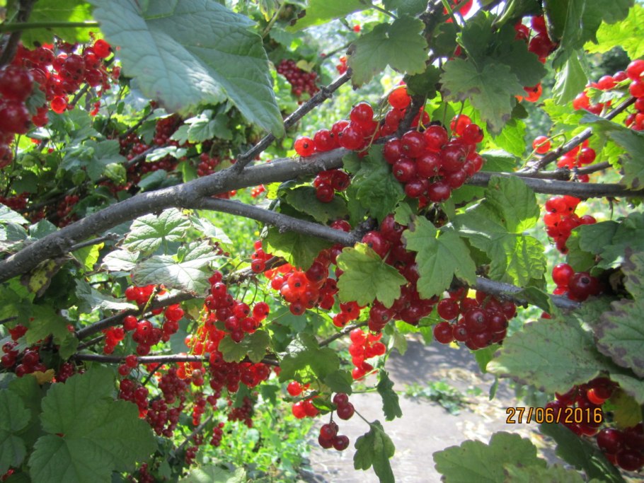 Ведро 3 кг красная смородина