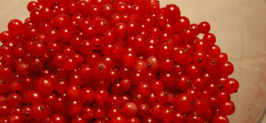 Несколько ягод смородина упало в воду диктант