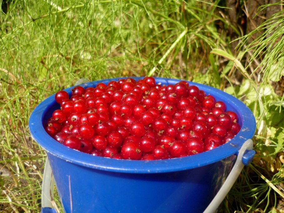 Сбор ягод смородины