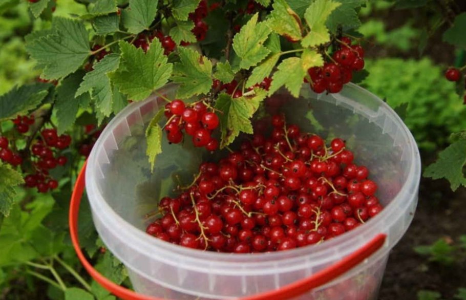 Смородина в маленьком ведерке