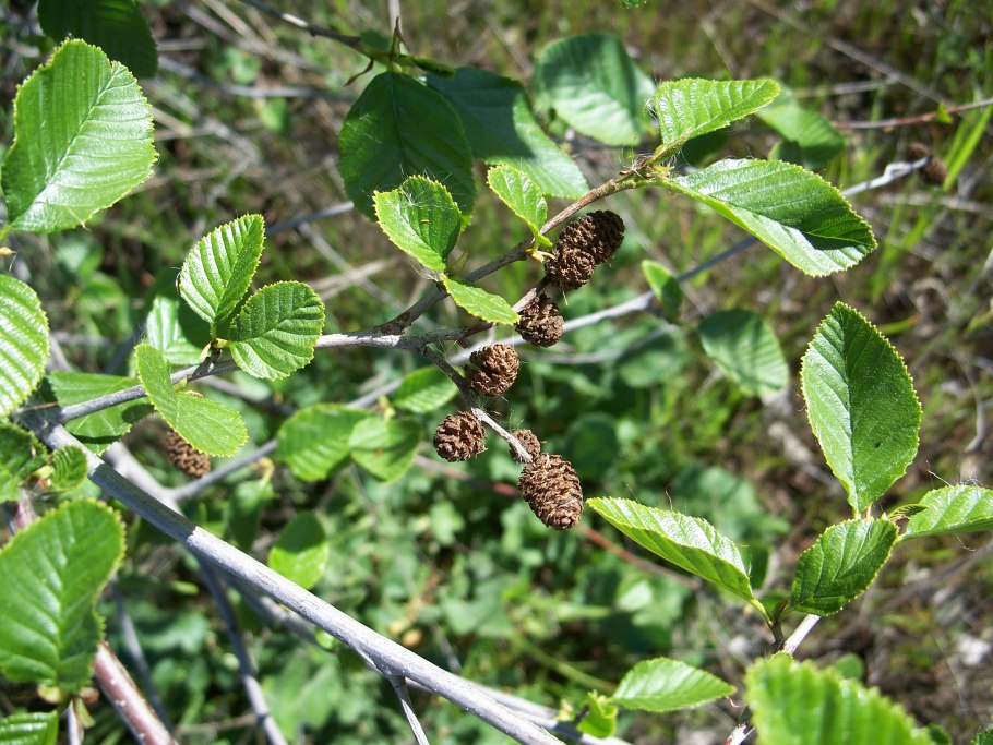 Ольха черная (Alnus glutinosa)