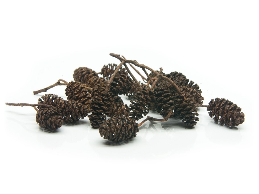 Ольха серая Alnus incana