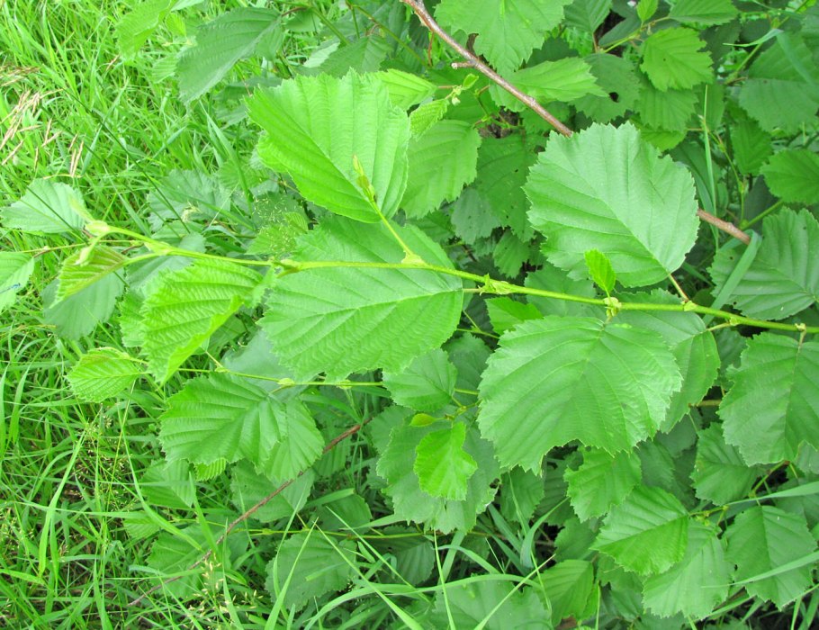 Ольха черная (Alnus glutinosa)
