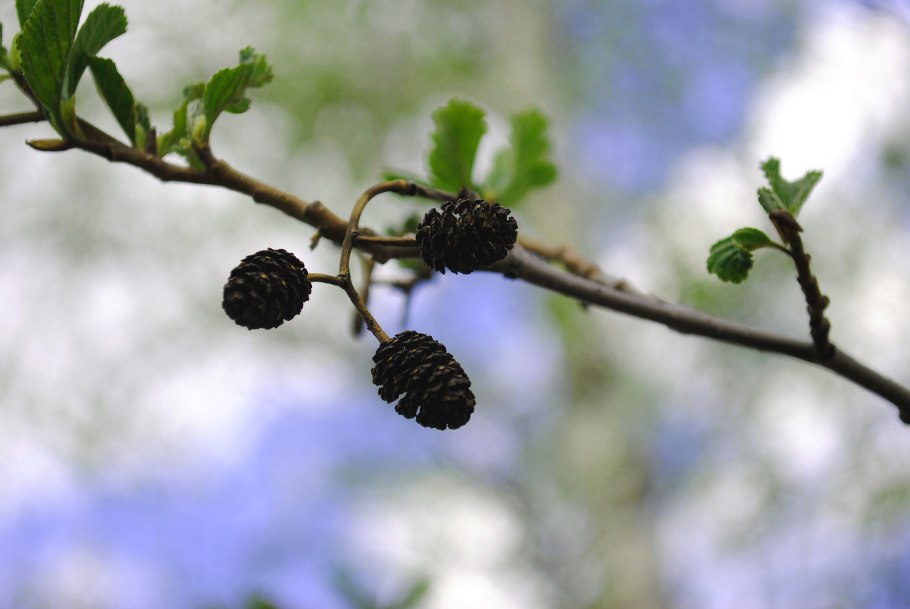 Black Alder Branch