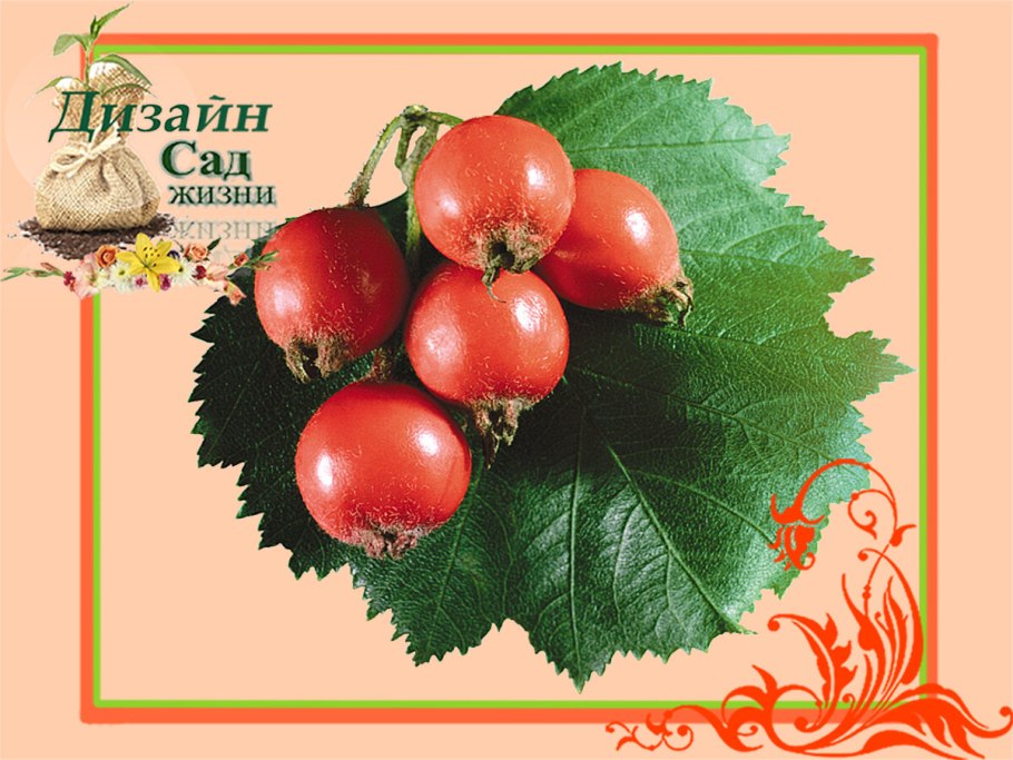 Отросток боярышника