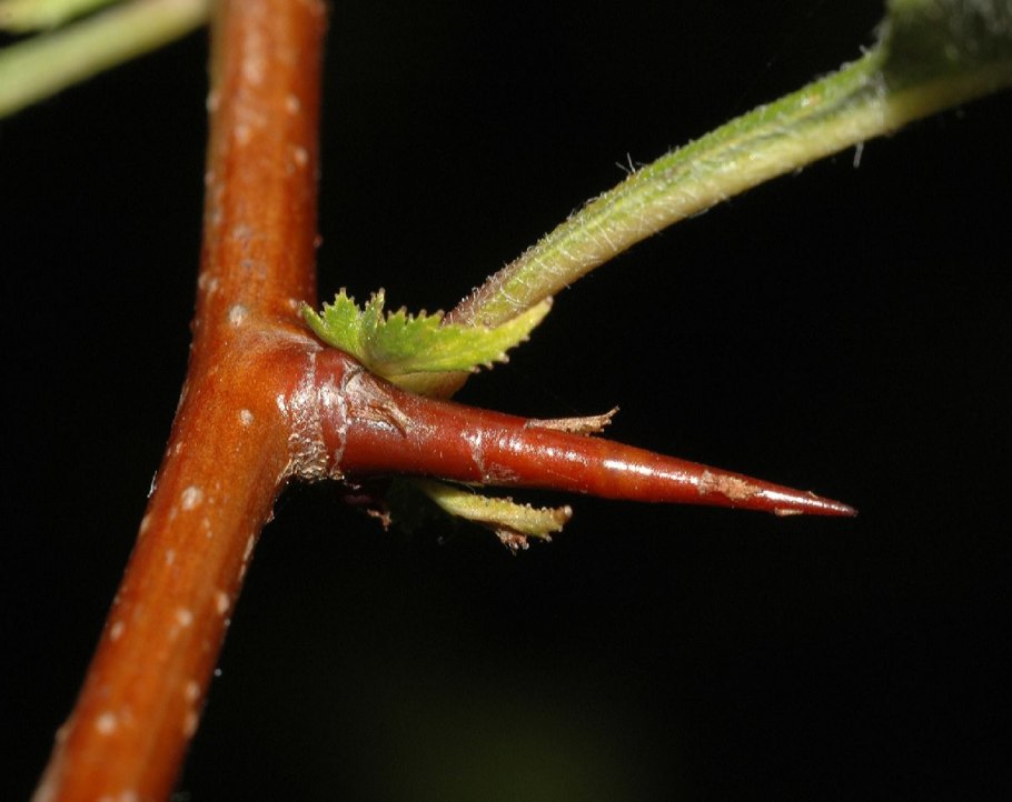 Черенкование боярышника