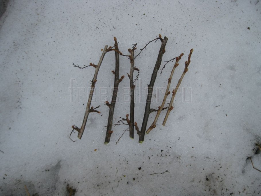 Отводки куста крыжовника