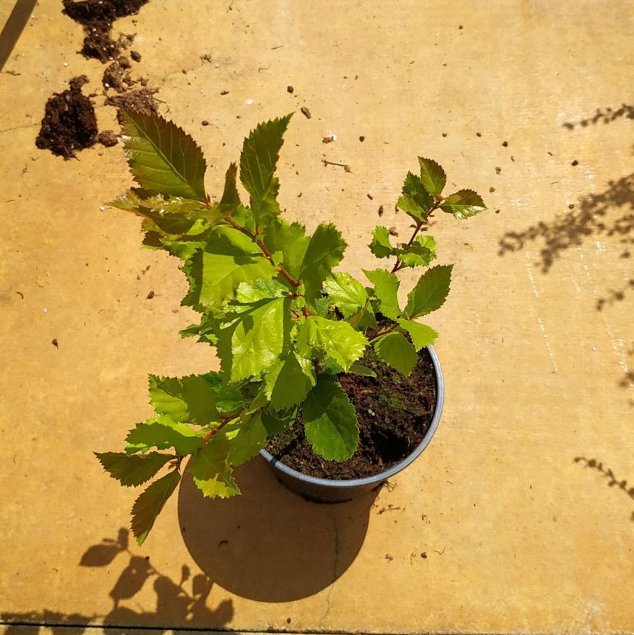 Дугообразные отводки