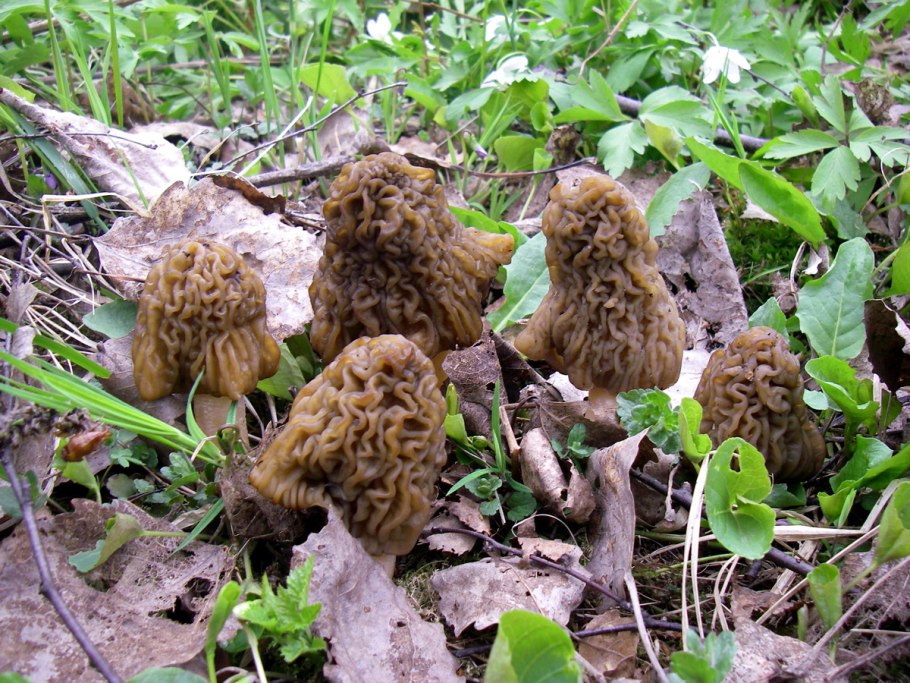 Обыкновенный строчок (Gyromitra esculenta)