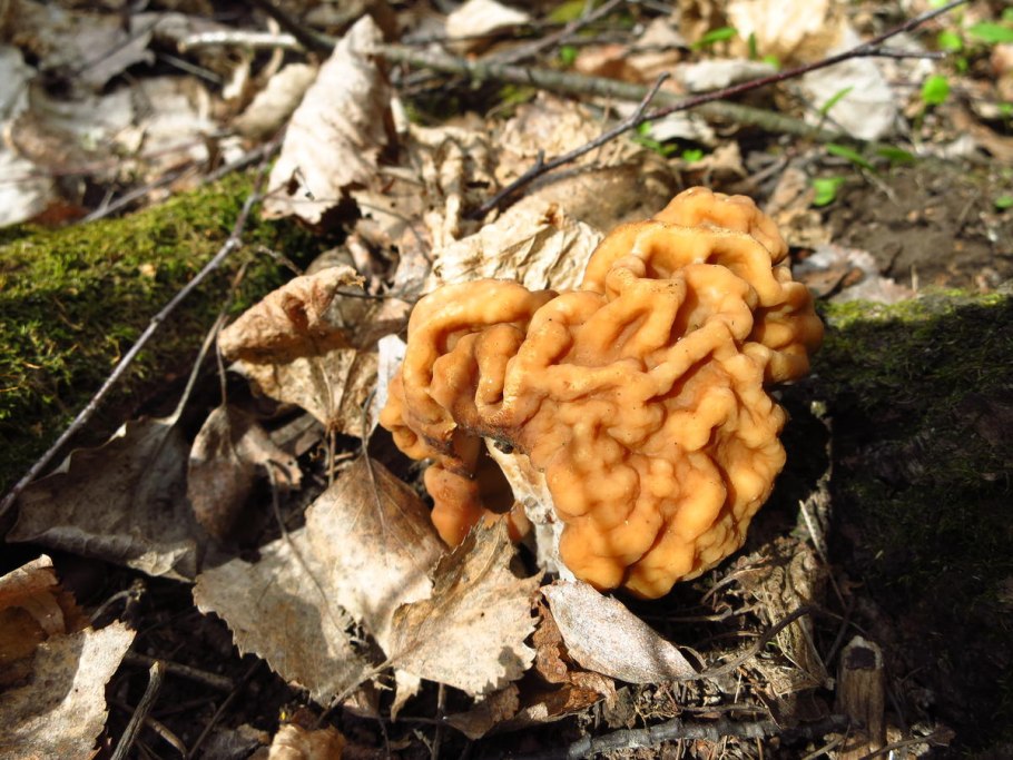 Грибок старичок строчок строчок