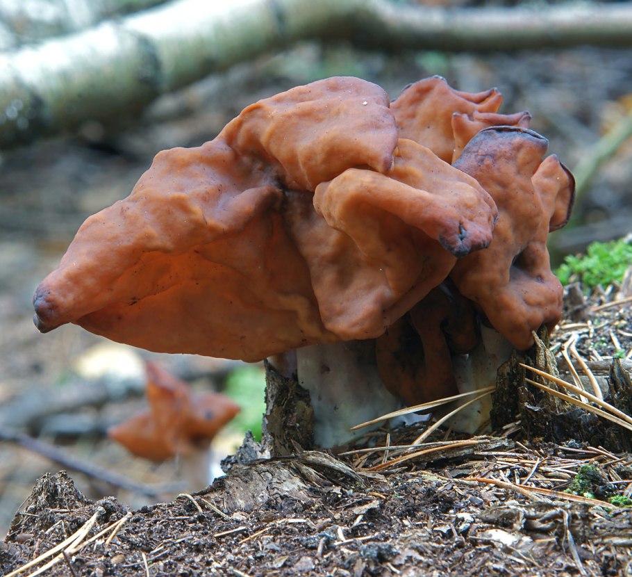 Строчок Островерхий