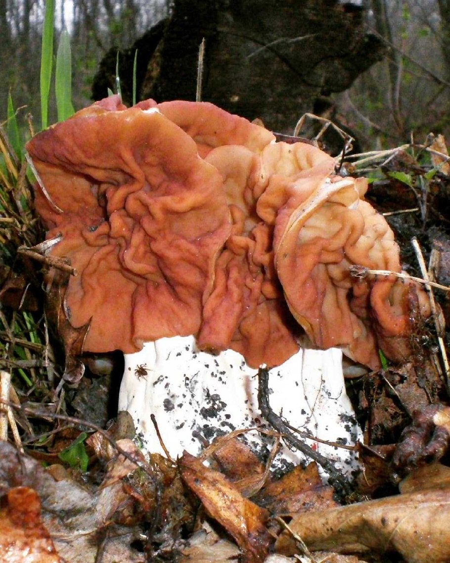 Гриб строчок обыкновенный