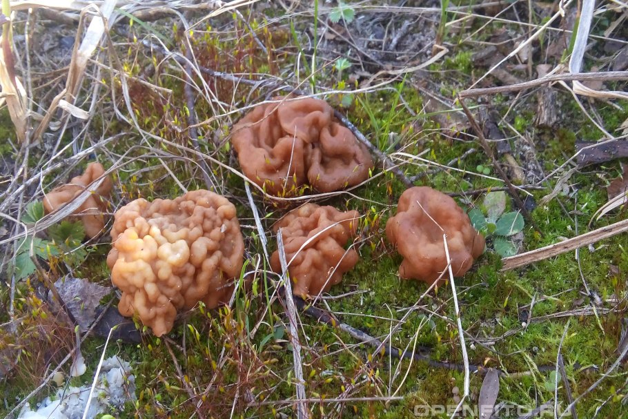 Места произрастания Сморчков и сморчковой шапочки