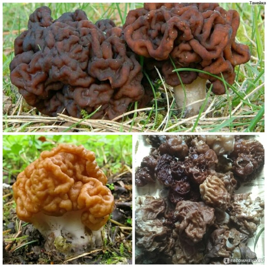 Аскомикота сморчок