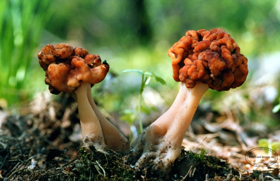 Гриб строчок гигантский