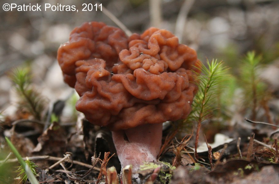 5. Строчок обыкновенный – Gyromitra esculenta