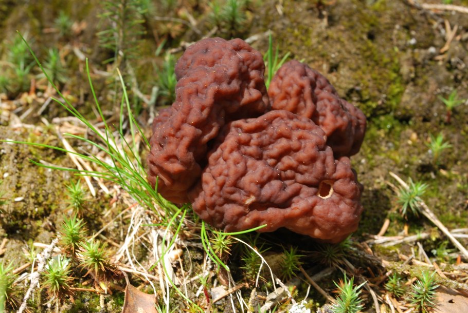Gyromitra esculenta