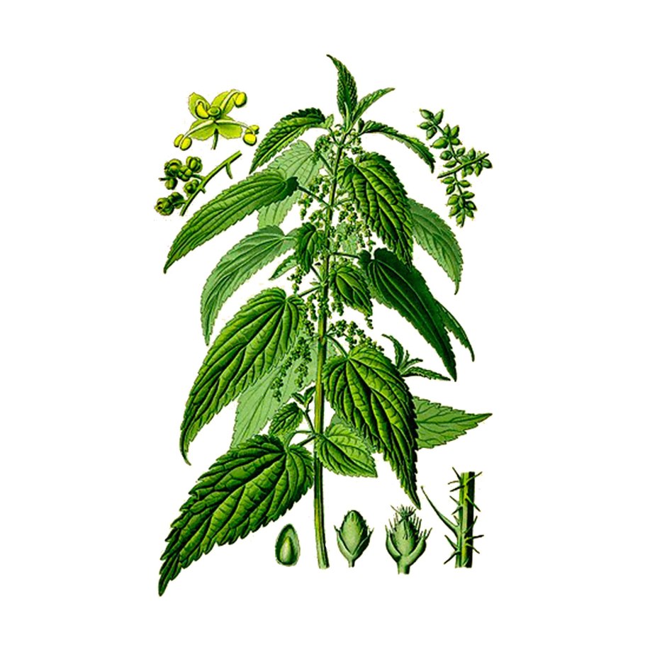 Веселая крапива