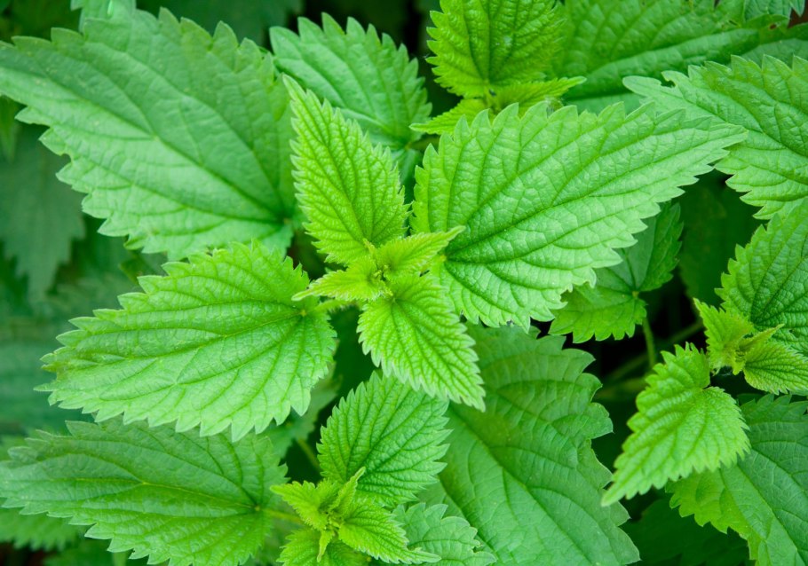 Обои листья крапивы 1440-900 на экспресс панель