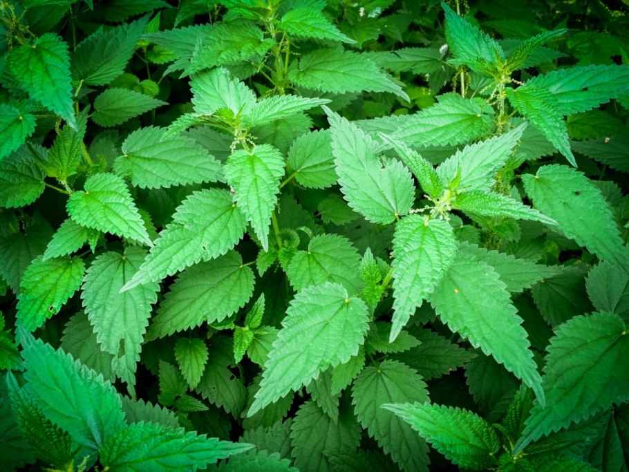 Крапива двудомная с гусеницами