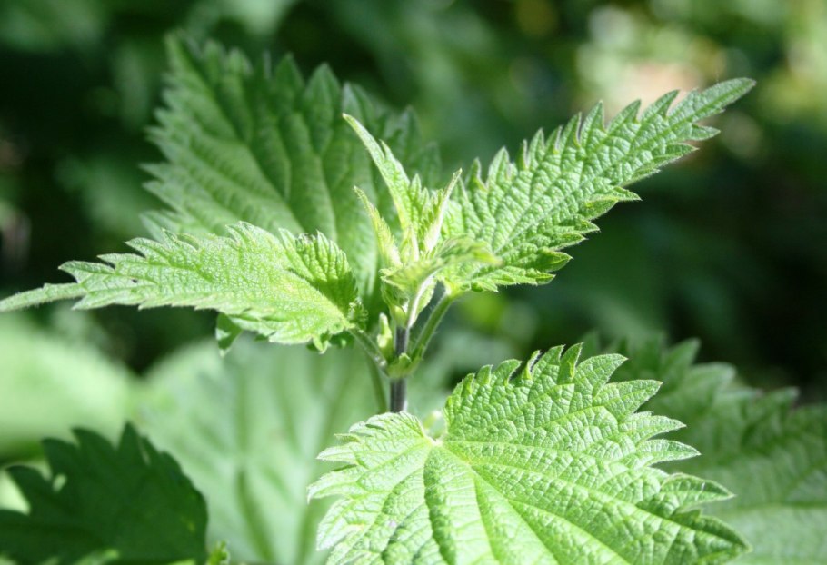 Крапива двудомная Urtica dioica ареал