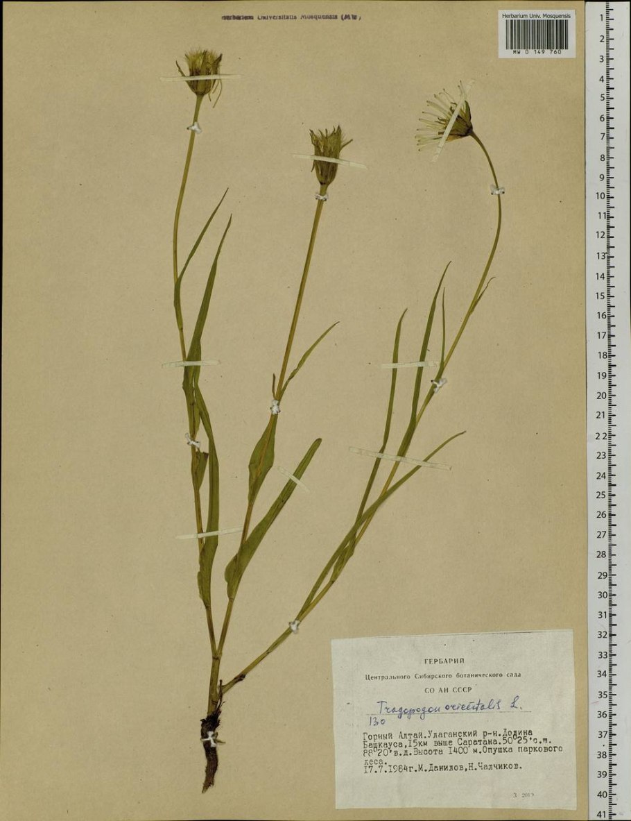 Козлобородник окаймленнолистный