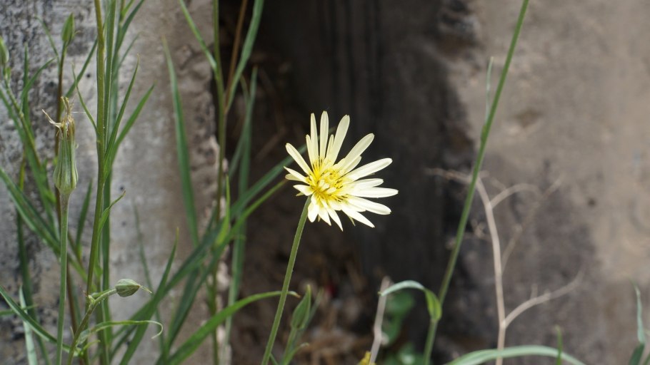 Козлобородник Луговой