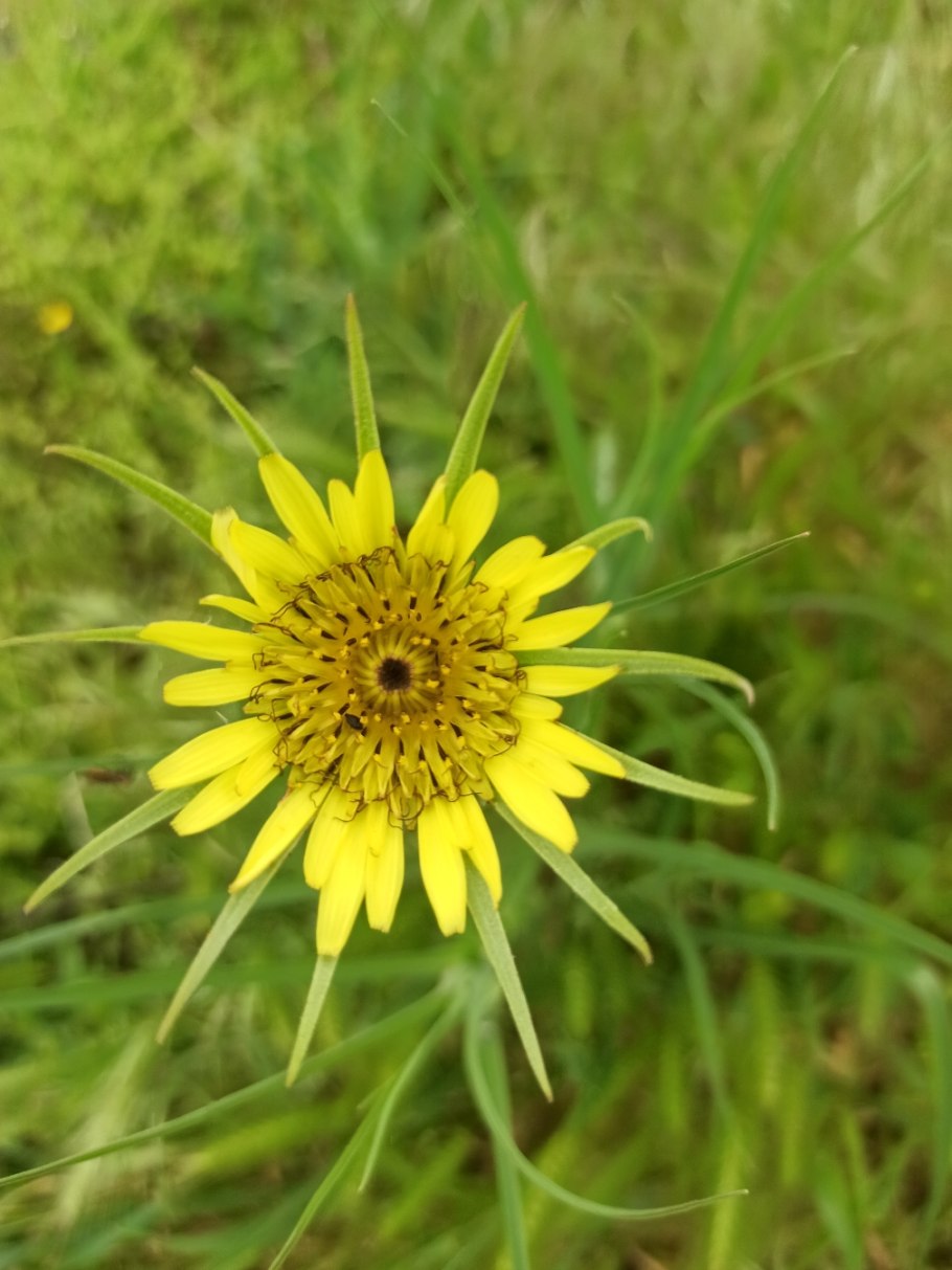 Козлобородник сомнительный Луговой