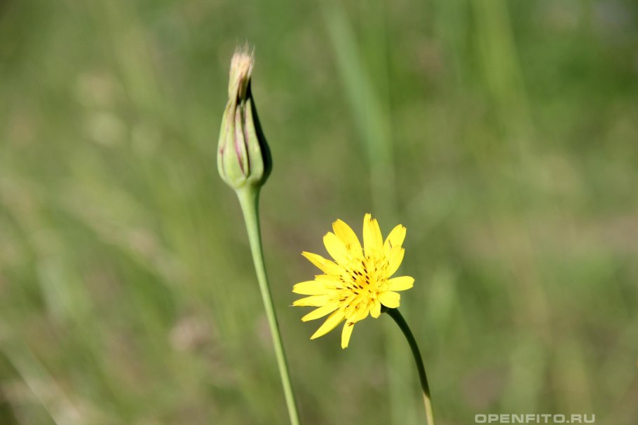 Козлобородник Восточный (Tragopogon orientalis l.)