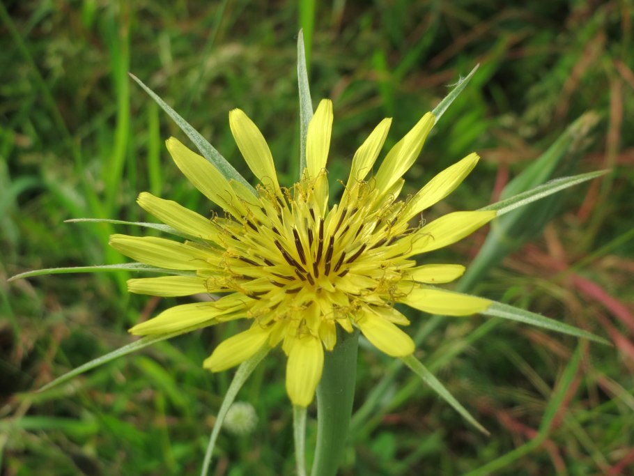 Козлобородник Степной