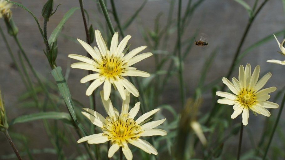 Tragopogon dubius