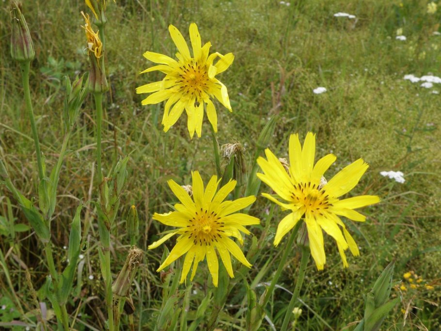 Tragopogon dubius