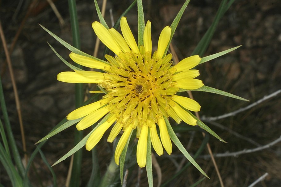 Tragopogon orientalis