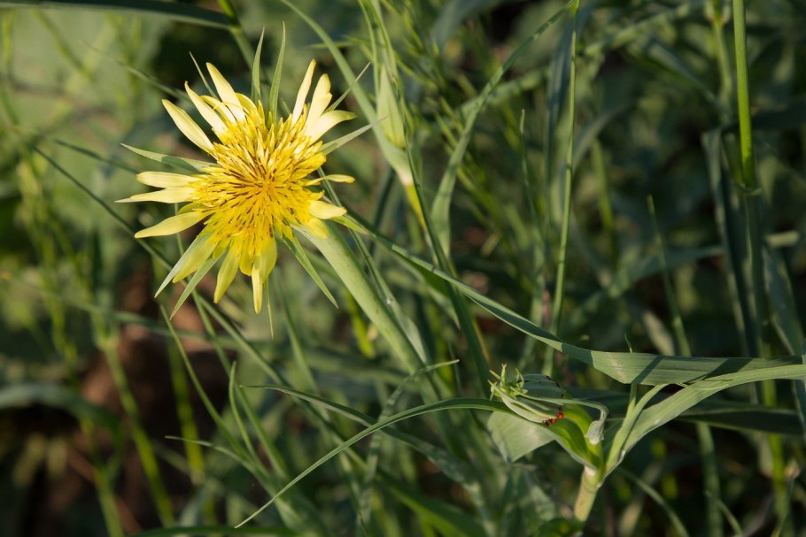 Tragopogon dubius