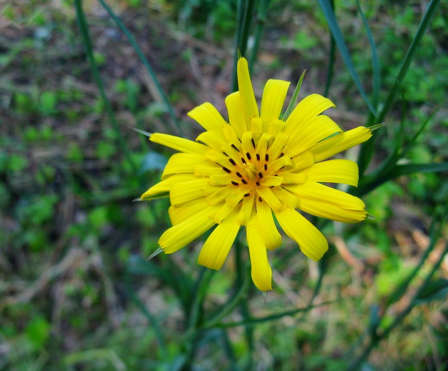 Козлобородник сомнительный Луговой