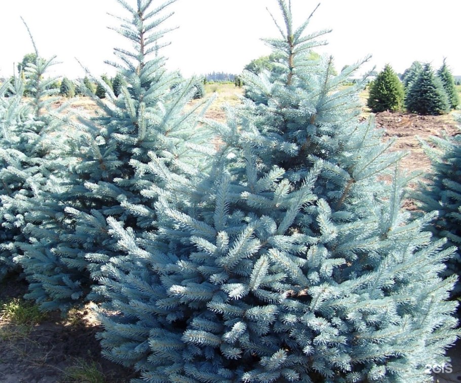 Ель Мэджик Блю