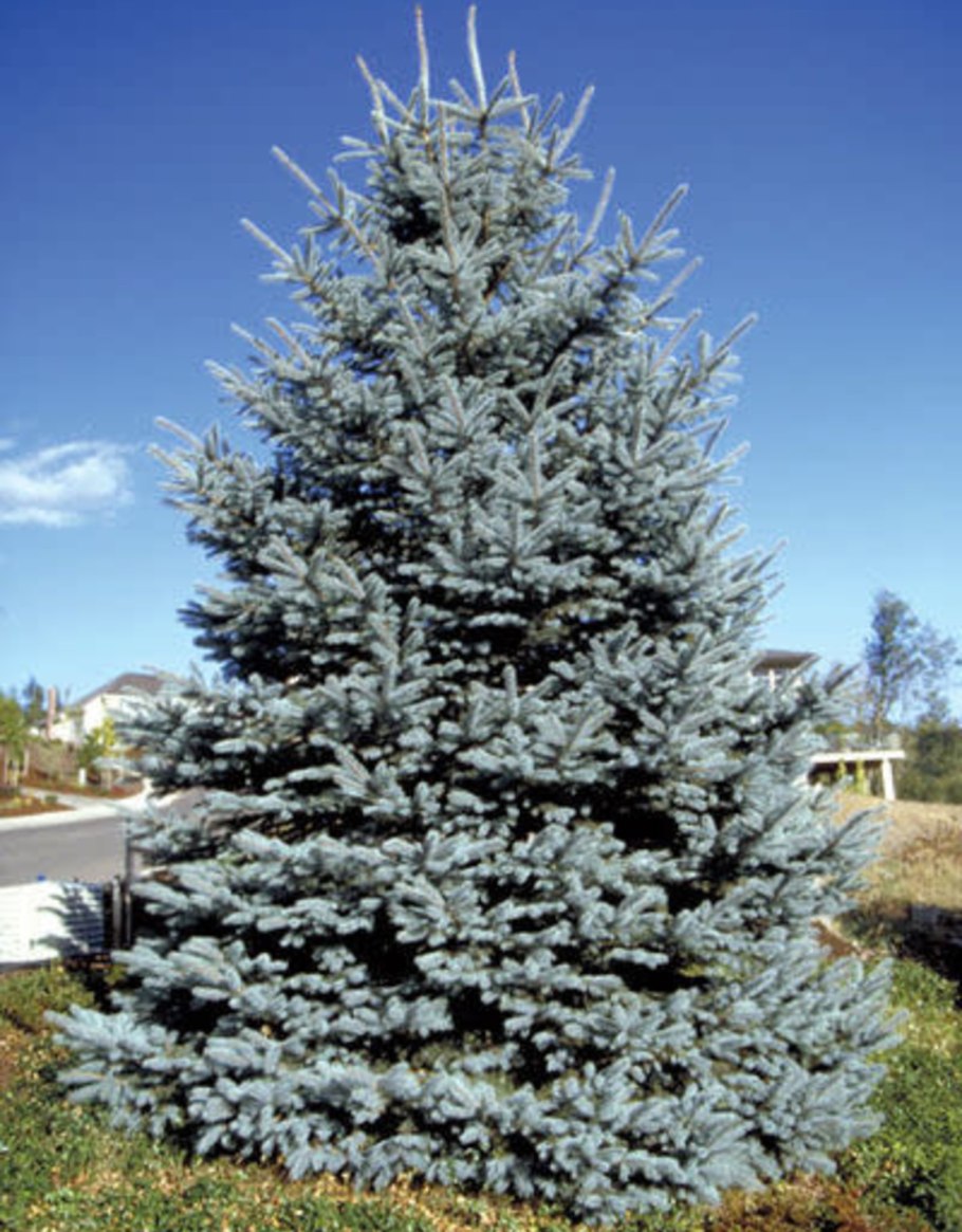 Ель колючая - Picea pungens 'Koster'