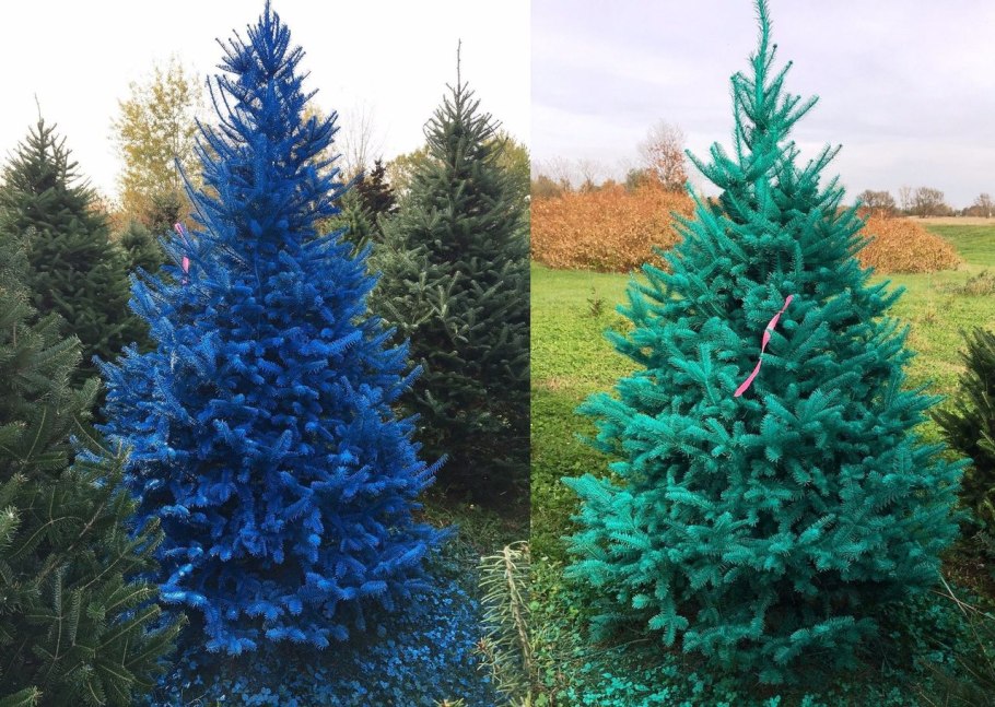 Ель колючая glauca globosa