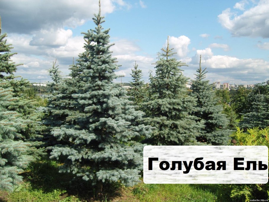 Ель колючая Эдит