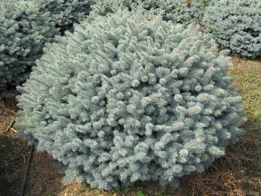 Ель колючая Глаука Маджестик